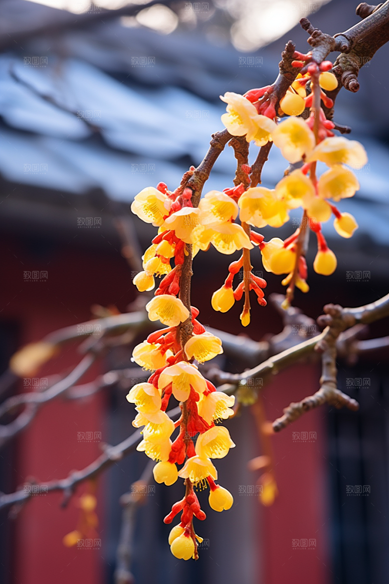 冬天腊梅花新中式寒冷摄影图