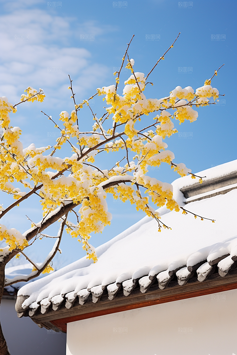 冬天腊梅花芬芳高清摄影图