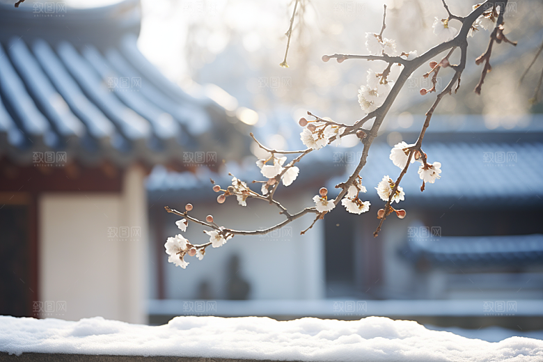 冬天腊梅花新中式优雅摄影图