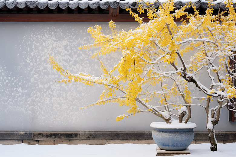 冬天腊梅花冬季芬芳摄影图