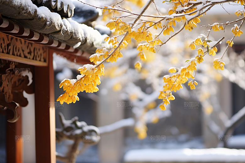冬天腊梅花园林高清摄影图