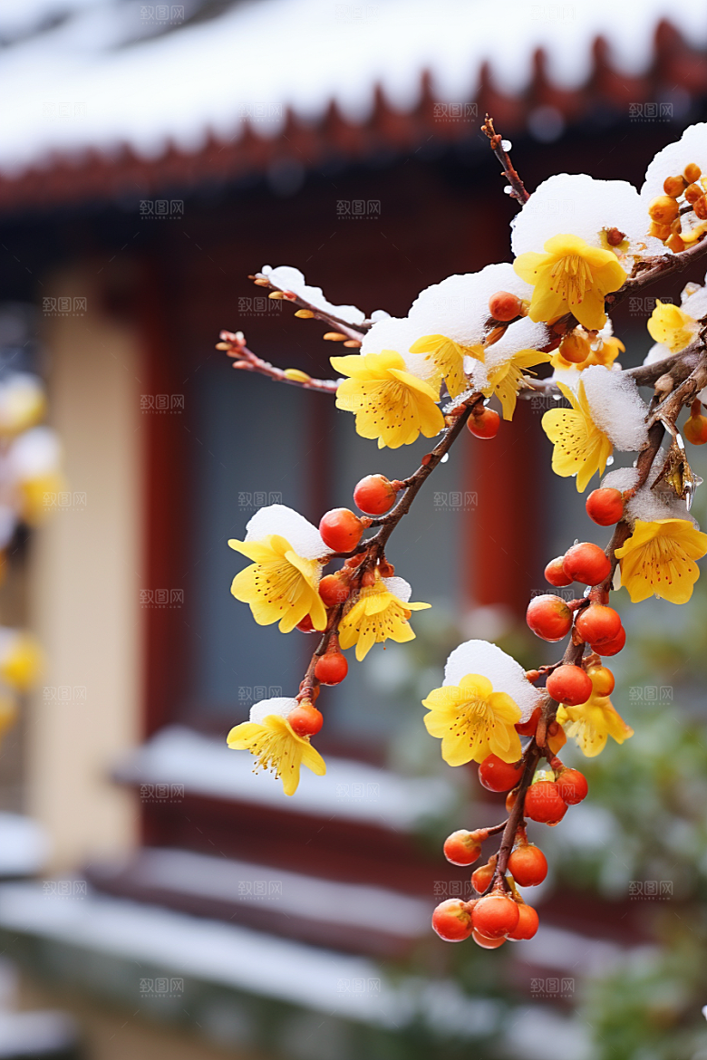 冬天腊梅花中国风自然摄影图