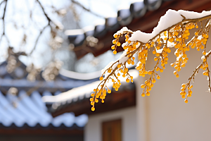 冬天腊梅花植物新中式摄影图