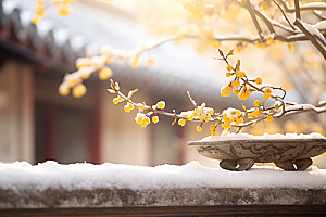 冬天腊梅花中国风园林摄影图