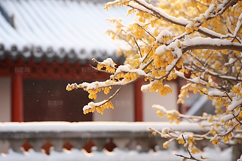 冬天腊梅花高清寒冷摄影图