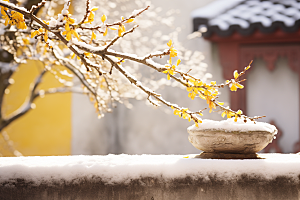 冬天腊梅花冬季中国风摄影图