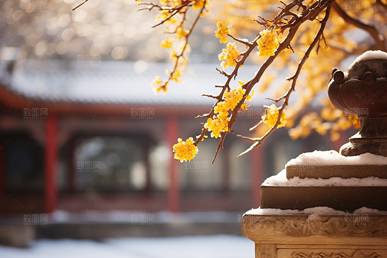 冬天腊梅花自然中国风摄影图