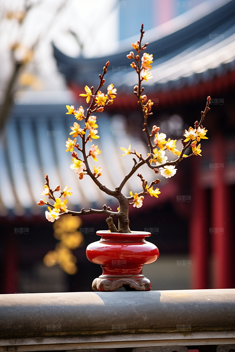 冬天腊梅花植物花卉摄影图