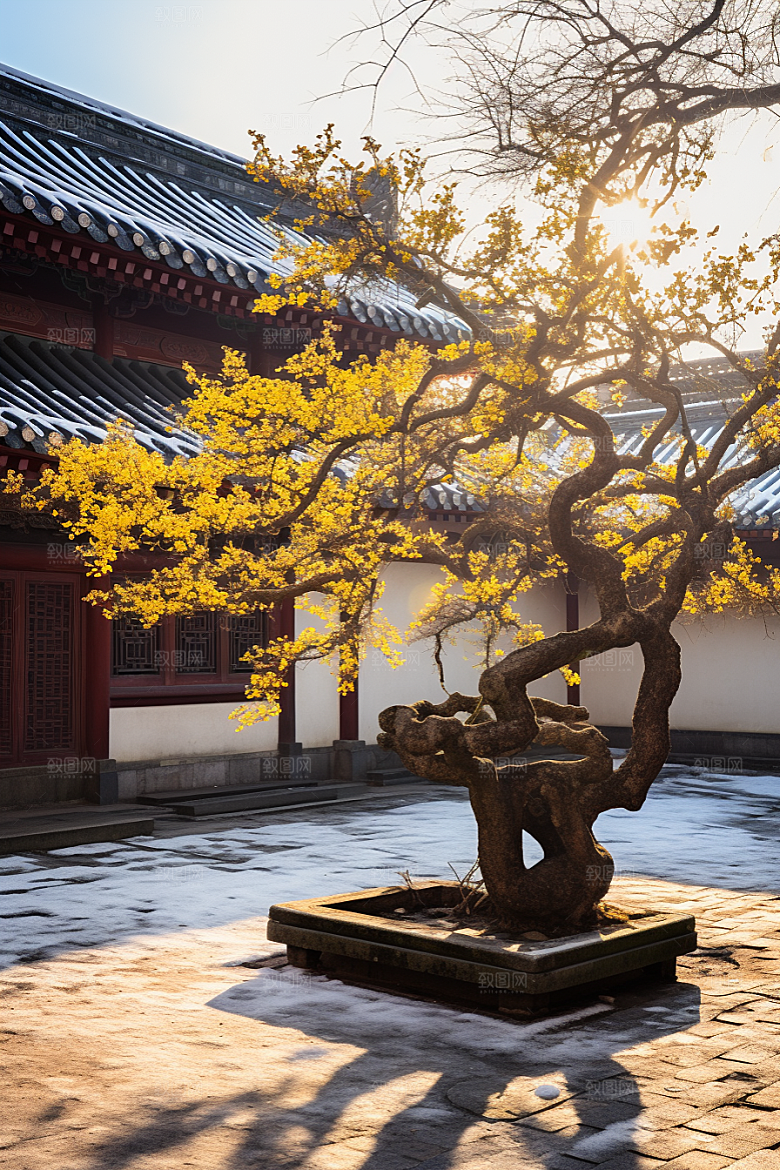冬天腊梅花花卉芬芳摄影图