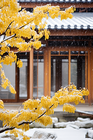 冬天腊梅花中国风自然摄影图