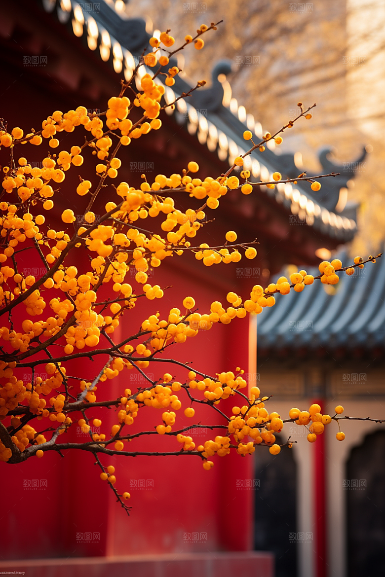 冬天腊梅花高清植物摄影图
