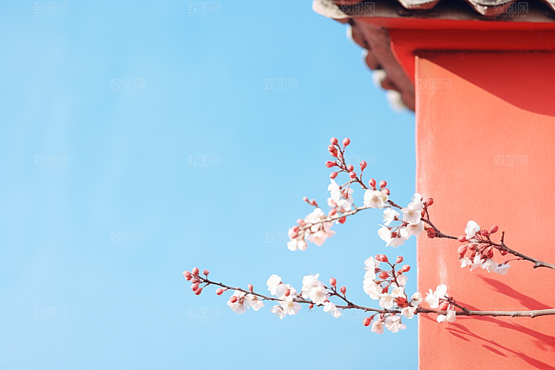 冬天腊梅花芬芳传统摄影图