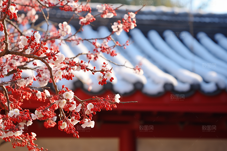 冬天腊梅花花卉寒冷摄影图
