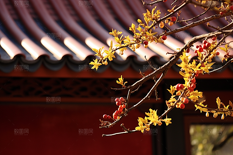 冬天腊梅花芬芳花卉摄影图