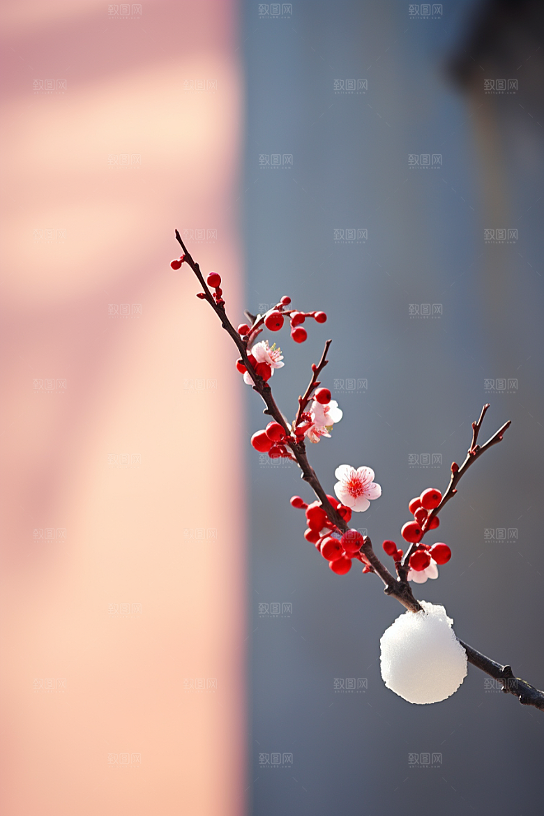 冬天腊梅花芬芳新中式摄影图