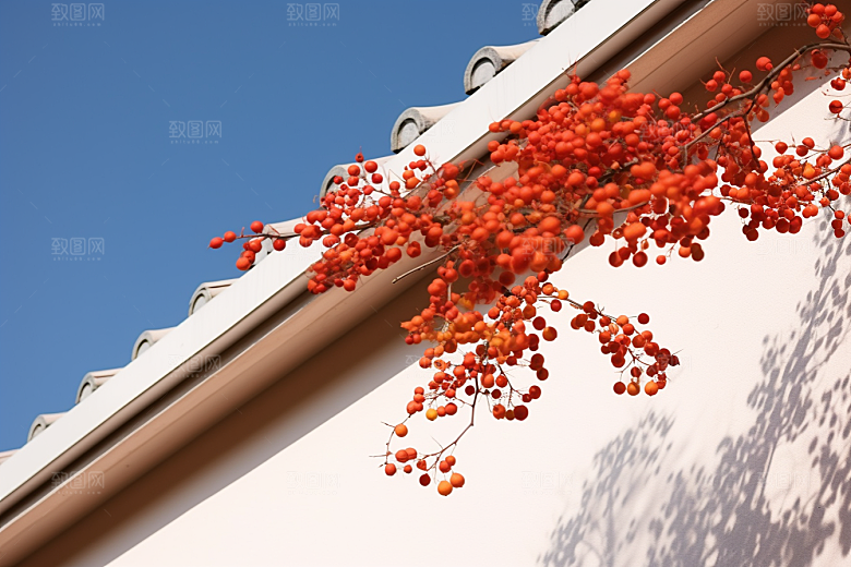 冬天腊梅花中国风优雅摄影图