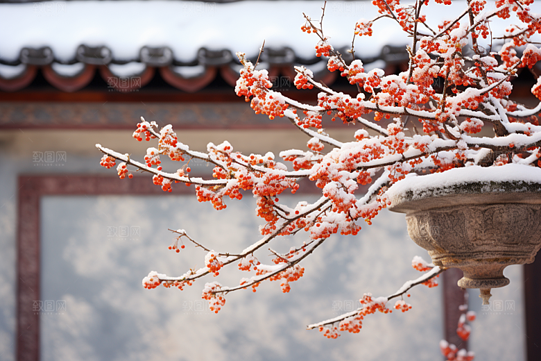 冬天腊梅花新中式花卉摄影图