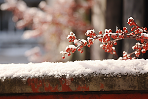 冬天腊梅花中国风植物摄影图