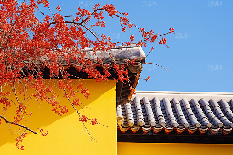 冬天腊梅花自然中国风摄影图