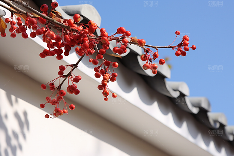 冬天腊梅花园林新中式摄影图
