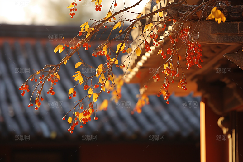 冬天腊梅花高清自然摄影图