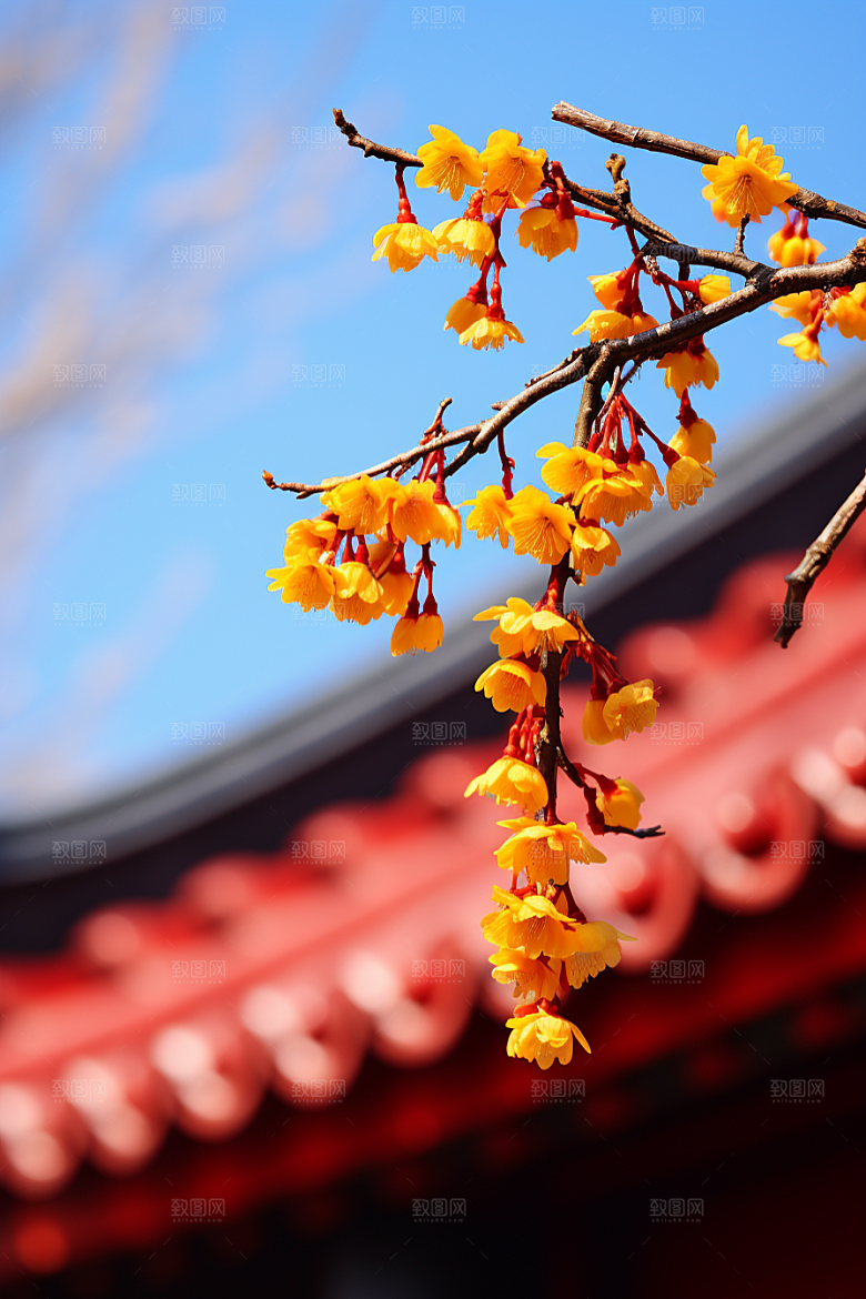 冬天腊梅花新中式自然摄影图