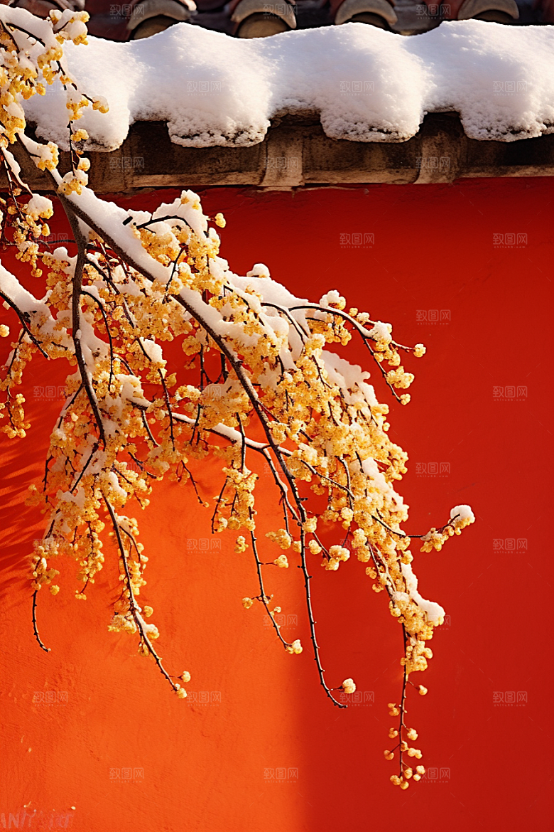 冬天腊梅花芬芳寒冷摄影图
