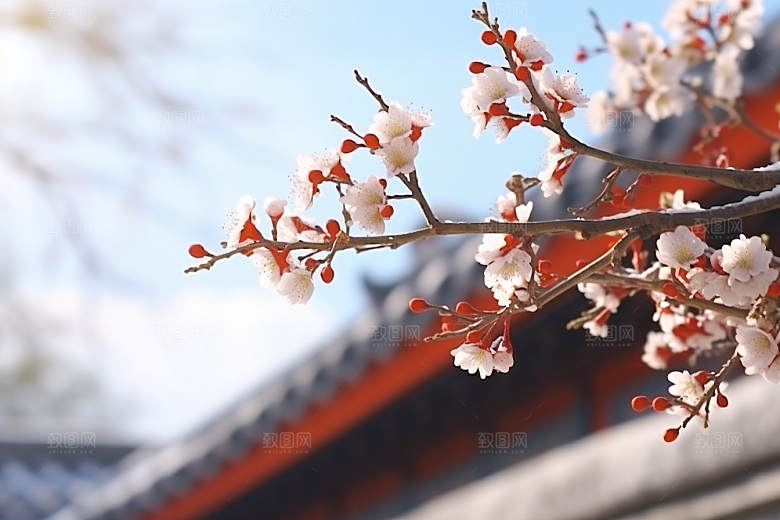 冬天腊梅花花卉芬芳摄影图