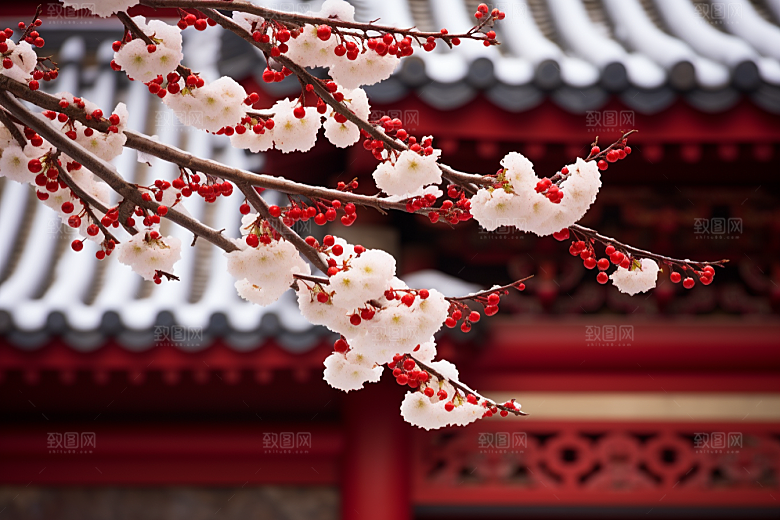 冬天腊梅花自然寒冷摄影图