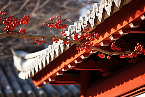 冬天腊梅花优雅传统摄影图