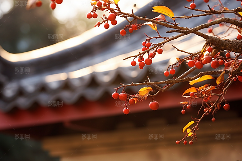 冬天腊梅花传统优雅摄影图