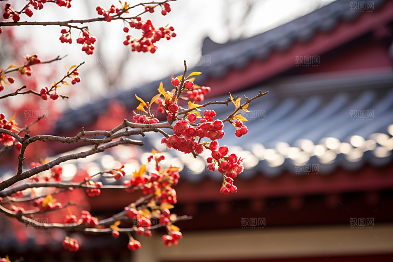 冬天腊梅花芬芳植物摄影图