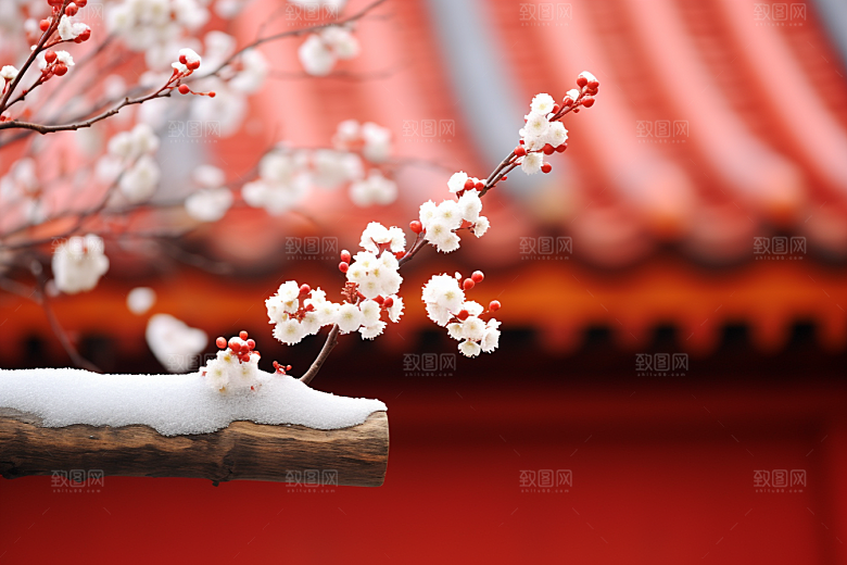 冬天腊梅花芬芳植物摄影图