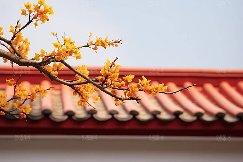冬天腊梅花花卉园林摄影图