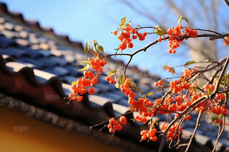冬天腊梅花花卉植物摄影图