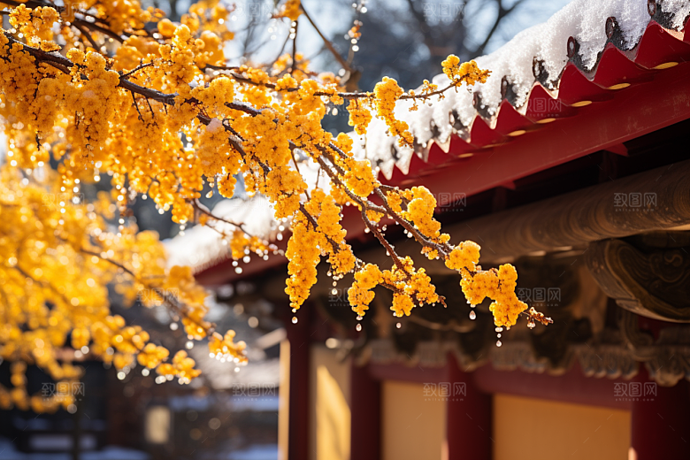 冬天腊梅花优雅寒冷摄影图