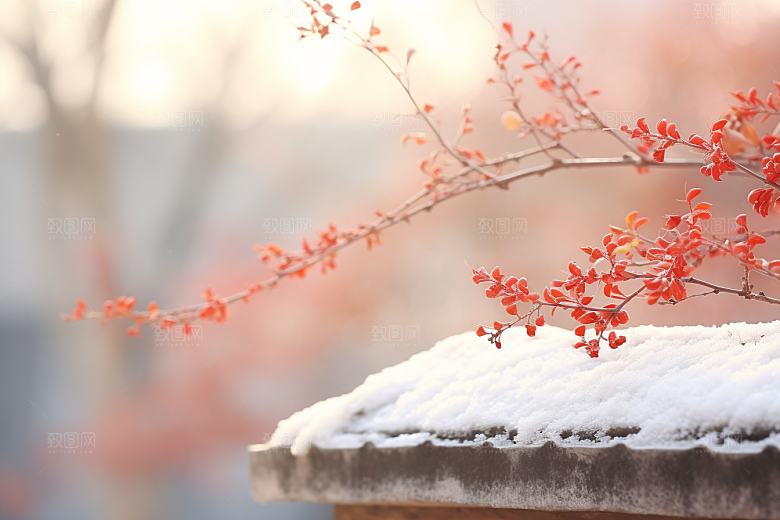 冬天腊梅花园林自然摄影图