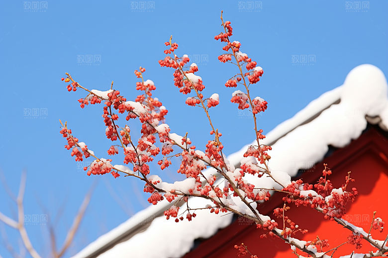冬天腊梅花传统自然摄影图