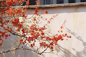 冬天腊梅花芬芳新中式摄影图