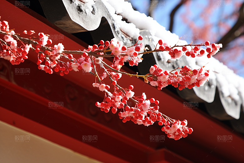 冬天腊梅花园林冬季摄影图