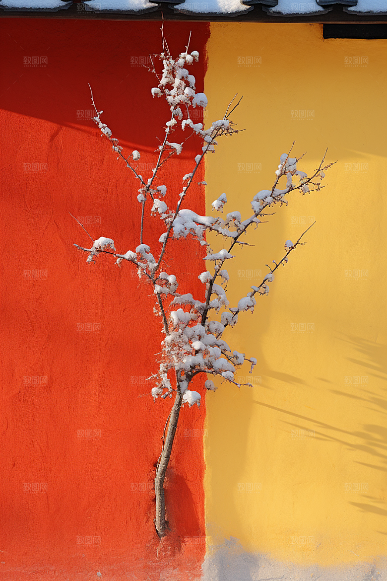 冬天腊梅花芬芳传统摄影图