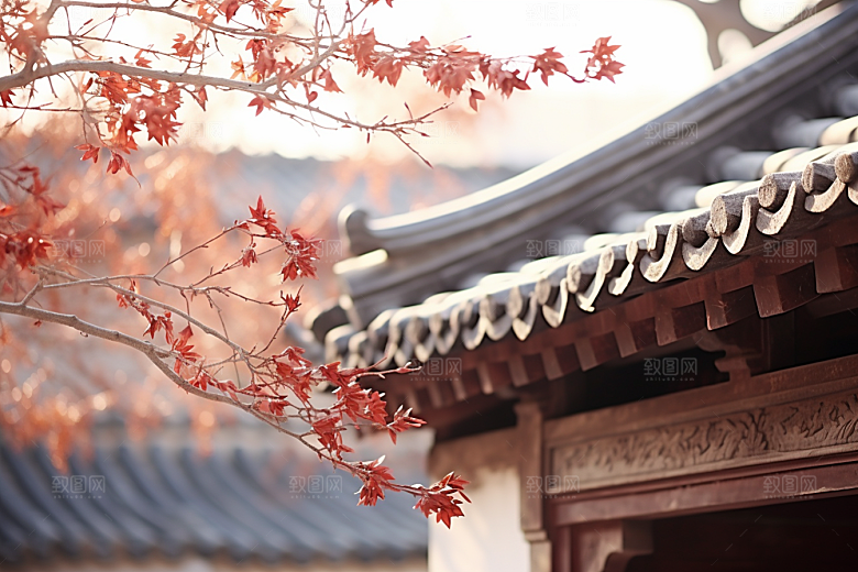 冬天腊梅花花卉新中式摄影图
