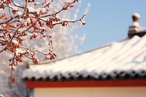 冬天腊梅花芬芳寒冷摄影图