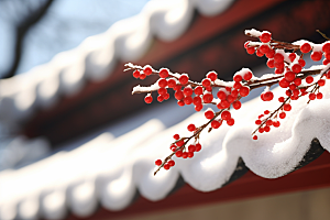 冬天腊梅花优雅寒冷摄影图