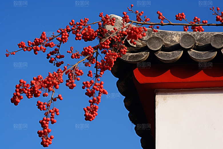 冬天腊梅花传统中国风摄影图