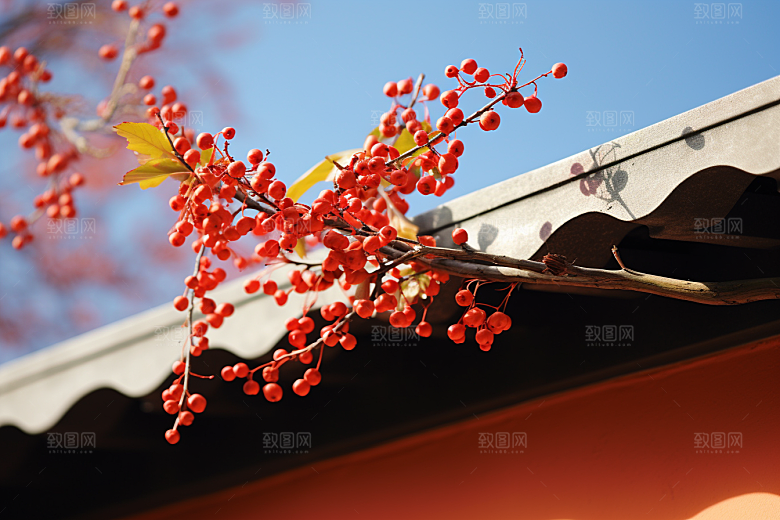 冬天腊梅花花卉高清摄影图