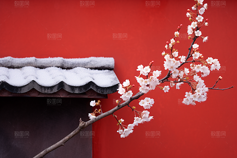 冬天腊梅花植物寒冷摄影图