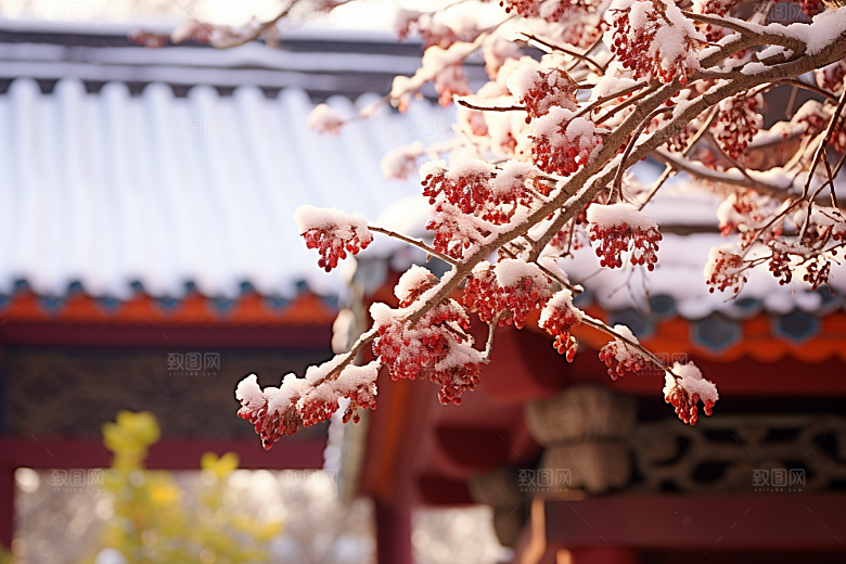 冬天腊梅花花卉自然摄影图