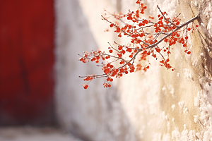 冬天腊梅花自然园林摄影图