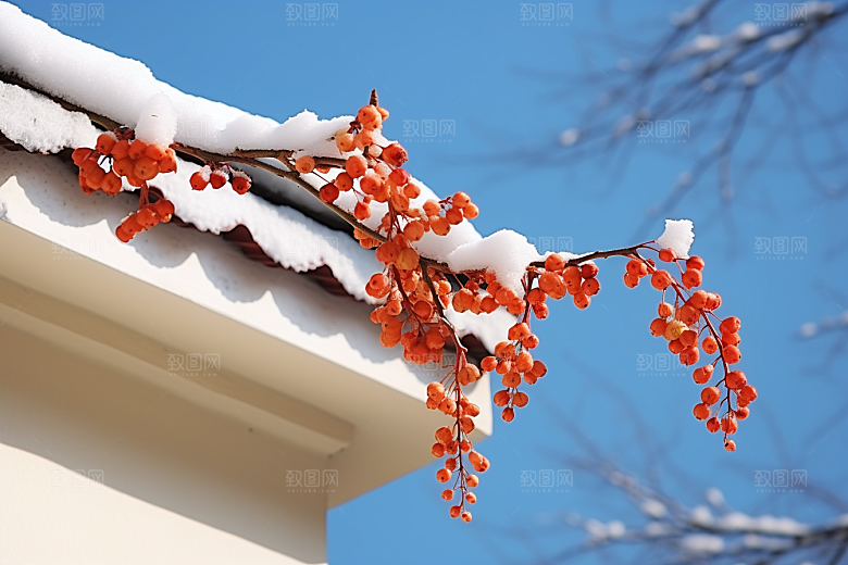 冬天腊梅花自然花卉摄影图